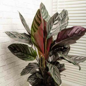 Calathea ornata Sanderiana, Pin-stripe Calathea Sanderiana, Pinstripe Calathea, Calathea Pinstripe, Houseplant