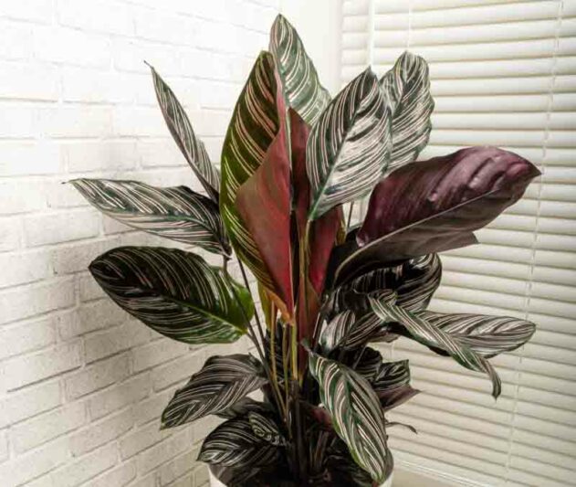 Calathea ornata Sanderiana, Pin-stripe Calathea Sanderiana, Pinstripe Calathea, Calathea Pinstripe, Houseplant