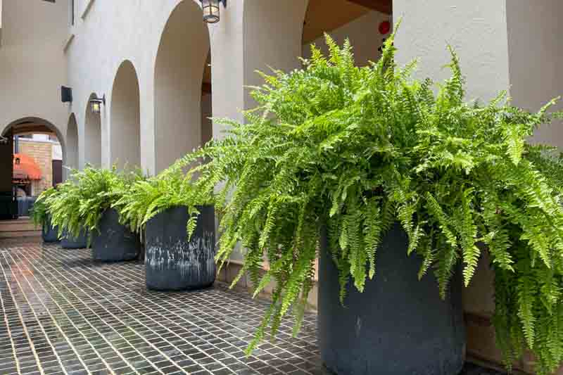Kimberly Queen Fern, Australian Sword Fern, Nephrolepis obliterara, Evergreen Fern, Shade plants, shade perennial, plants for shade
