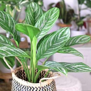 Aglaonema Stripes, Chinese Evergreen Stripes, Variegated Chinese Evergreen, Variegated Aglaonema, Houseplant, Tropical Plant