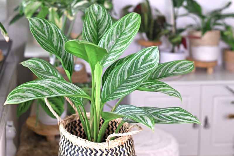 Aglaonema Stripes, Chinese Evergreen Stripes, Variegated Chinese Evergreen, Variegated Aglaonema, Houseplant, Tropical Plant