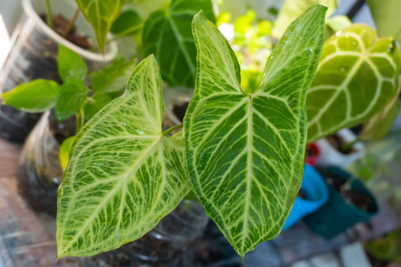 Syngonium, Arrowhead Vine, Syngonium Podophyllum, Houseplant, Indoor plant