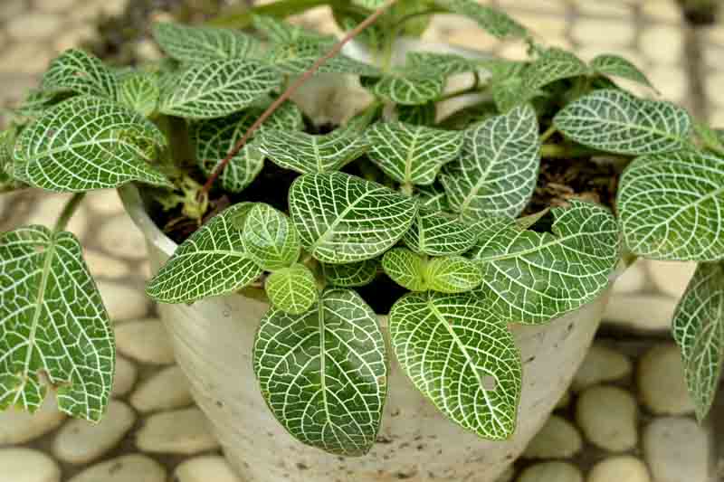 Jewel Plant, Mosaic Plant, Nerve Plant, Silver Nerve, Silver Nerve Plant, Fittonia albivenis, Houseplant