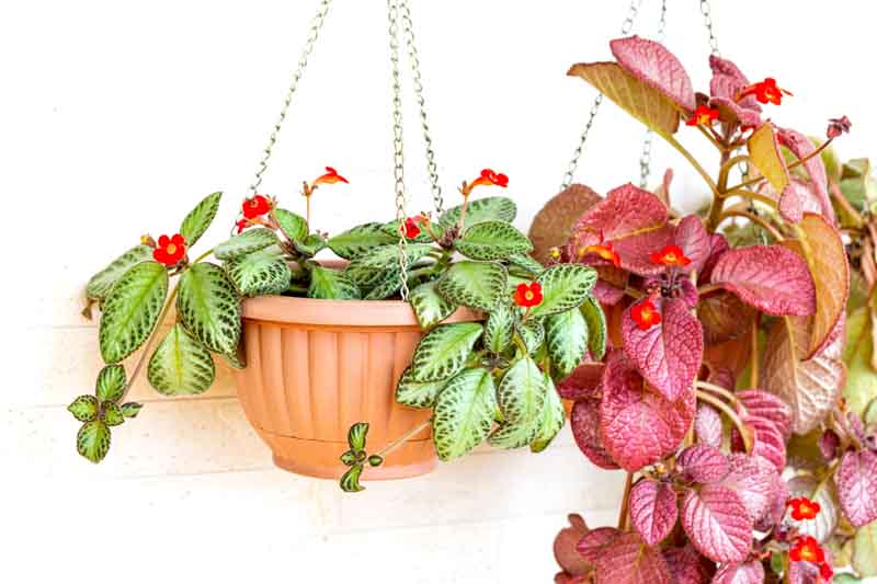 Flame Violet, Episcia cupreata, Tropical Plant, Houseplant, Terrarium