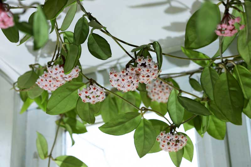 Hoya carnosa, Honey Plant, Porcelainflower, Porcelain Flower, Wax Plant