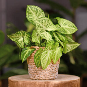 Syngonium, Arrowhead Vine, Syngonium Podophyllum, Houseplant, Indoor plant