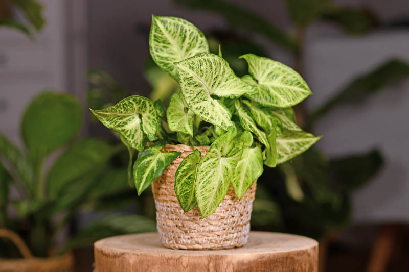 Syngonium, Arrowhead Vine, Syngonium Podophyllum, Houseplant, Indoor plant