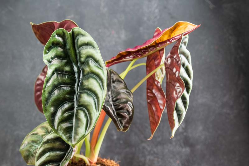 Alocasia cuprea Red Secret, Red Secret Alocasia, Alocasia cuprea, Elephant Ear, Tropical Plant, Houseplant,