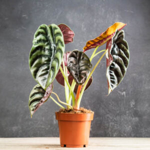 Alocasia cuprea Red Secret, Red Secret Alocasia, Alocasia cuprea, Elephant Ear, Tropical Plant, Houseplant,