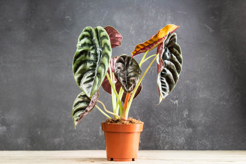 Alocasia cuprea Red Secret, Red Secret Alocasia, Alocasia cuprea, Elephant Ear, Tropical Plant, Houseplant,