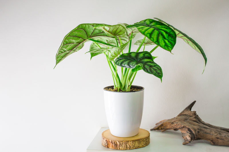 Alocasia Dragon Scales, Dragon Scales Alocasia, Elephant Ear, Tropical Plant, Houseplant,