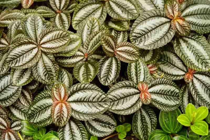 Silver Tree Pilea, Norfolk Friendship Plant, Pilea spruceana, Houseplant, Tropical Plant, Indoor Plant, Terrarium