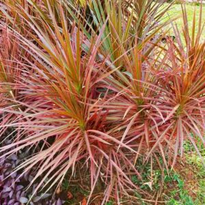 Dracaena marginata 'Colorama', Madagascar Dragon Tree 'Colorama', Dracaena Colorama, Drought tolerant shrub, drought tolerant tree