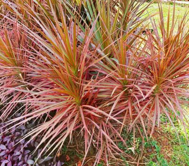 Dracaena marginata 'Colorama', Madagascar Dragon Tree 'Colorama', Dracaena Colorama, Drought tolerant shrub, drought tolerant tree
