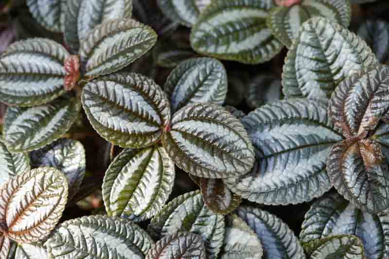 Silver Tree Pilea, Norfolk Friendship Plant, Pilea spruceana, Houseplant, Tropical Plant, Indoor Plant, Terrarium