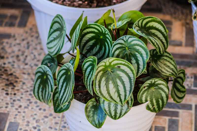 Peperomia argyreia, Watermelon Peperomia, Watermelon Begonia, watermelon Pepper, watermelon Plant, Houseplant, House Plant