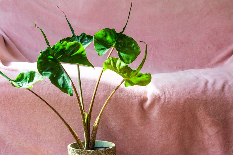 Alocasia Stingray, Stingray Alocasia, Elephant Ear, Tropical Plant, Houseplant,