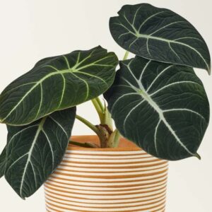 Alocasia Black Velvet, Elephant Ear 'Black Velvet, Black Velvet Alocasia, Evergreen Perennial, Tropical Perennial