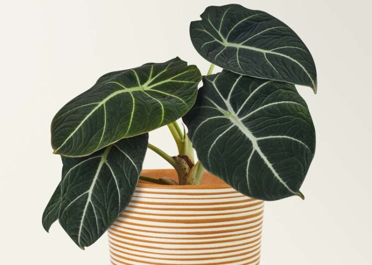 Alocasia Black Velvet, Elephant Ear 'Black Velvet, Black Velvet Alocasia, Evergreen Perennial, Tropical Perennial