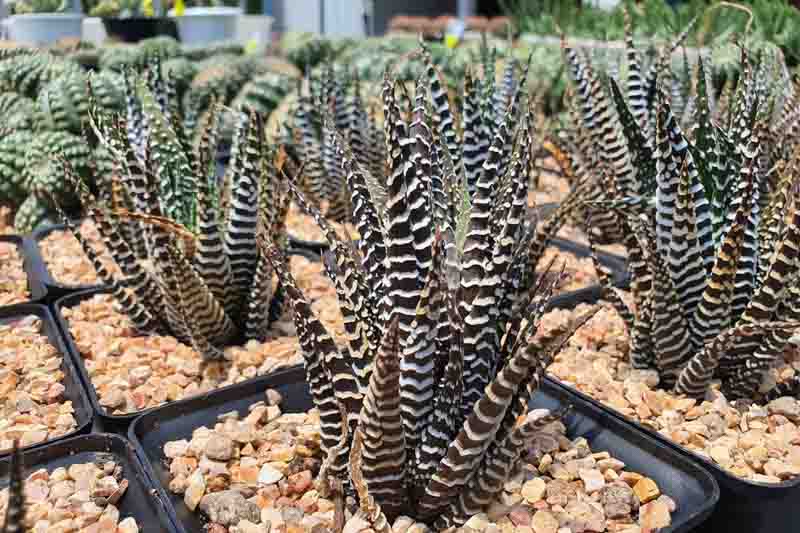 Haworthia attenuata, Zebra Haworthia, Zebra Plant, Succulent, Houseplant