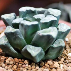 Haworthia truncata, Horse's teeth, Truncate Haworthia, Succulent, Houseplant