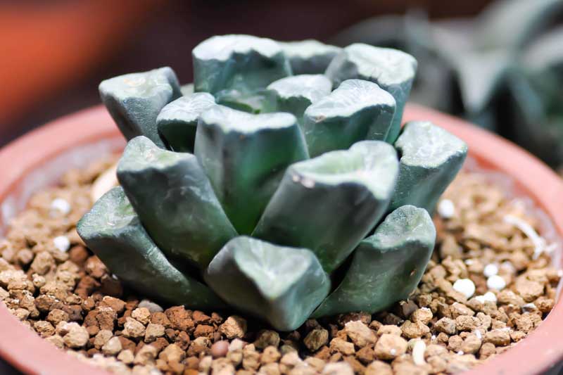 Haworthia truncata, Horse's teeth, Truncate Haworthia, Succulent, Houseplant