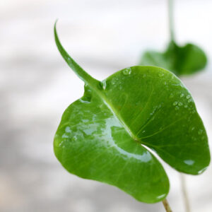 Alocasia Stingray, Stingray Alocasia, Elephant Ear, Tropical Plant, Houseplant,