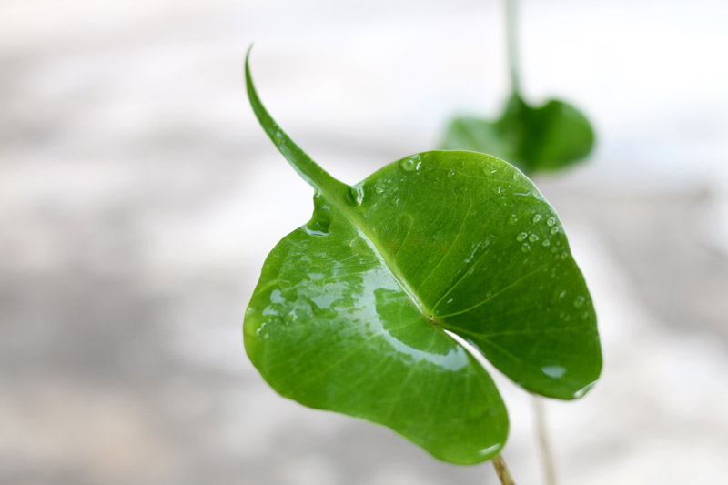 Alocasia Stingray, Stingray Alocasia, Elephant Ear, Tropical Plant, Houseplant,