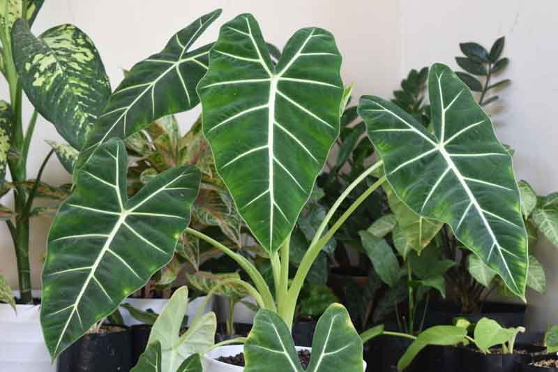 Alocasia Frydek, Alocasia Micholitziana Frydek, Green Velvet Alocasia, Elephant Ear, Tropical Plant, Houseplant,