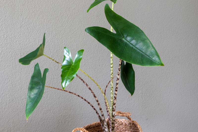 Alocasia zebrina, Elephant Ear, Tropical Plant, Houseplant,