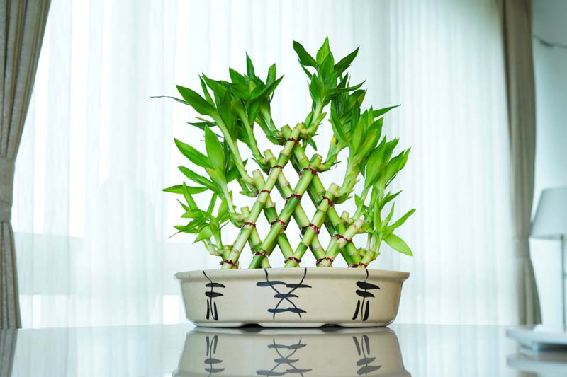 Lucky Bamboo, Dracaena sanderiana, Chinese Water Bamboo, Friendship Bamboo, Ribbon Plant, Water Bamboo