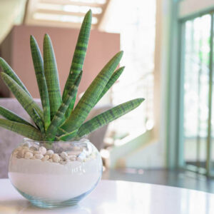 Sansevieria cylindrica, Dracaena angolensis, Cylindrical Snake Plant, Spear Sansevieria