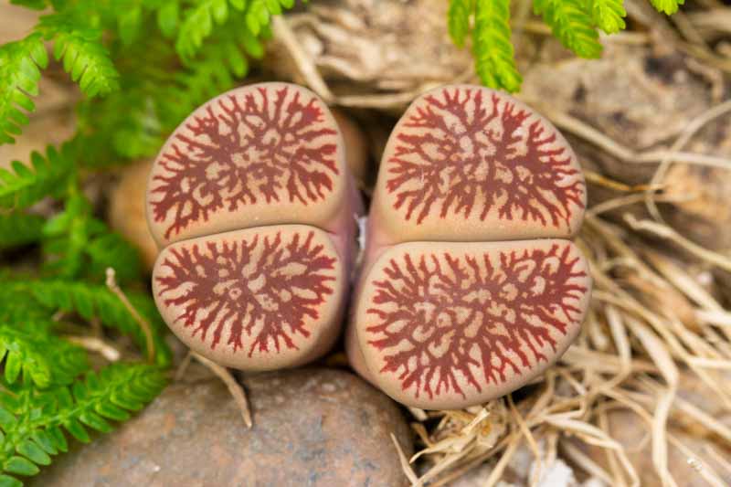 Living Stones, Lithops, Succulents, Terrarium