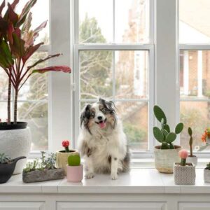 Indoor Plants, Houseplantx, Toxic to Dogs, Poisonous to Dogs