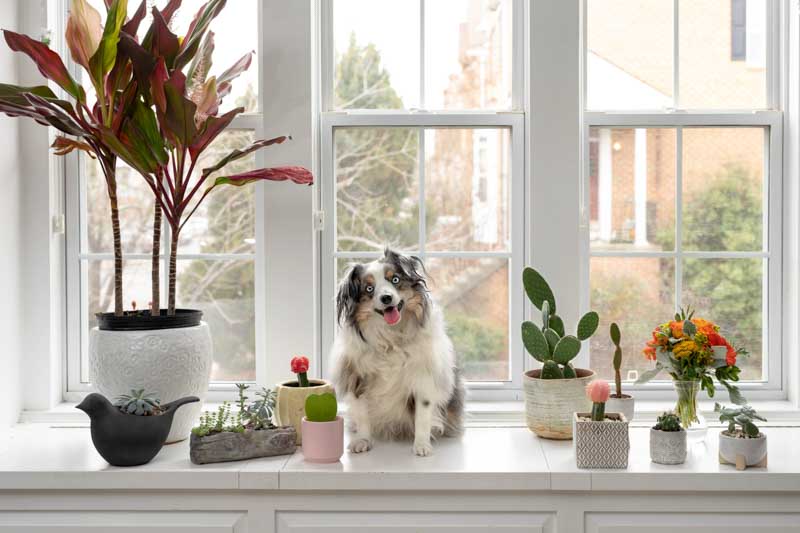 Indoor Plants, Houseplantx, Toxic to Dogs, Poisonous to Dogs