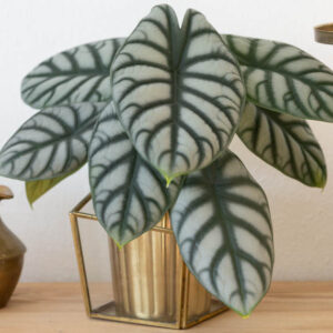 Alocasia Silver Dragon, Silver Dragon Alocasia, Elephant Ear, Tropical Plant, Houseplant,