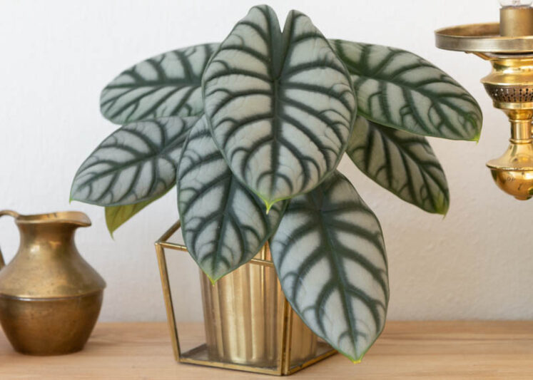 Alocasia Silver Dragon, Silver Dragon Alocasia, Elephant Ear, Tropical Plant, Houseplant,