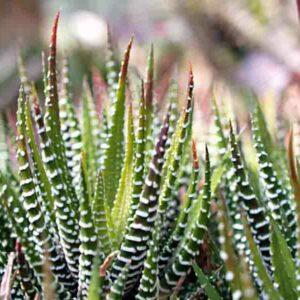 Haworthia, Zebra Plant, Zebra Haworthia, Succulent, Houseplant