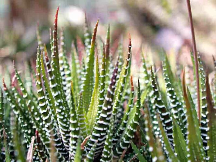 Haworthia, Zebra Plant, Zebra Haworthia, Succulent, Houseplant