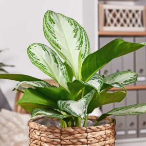 Aglaonema Silver Bay, Chinese Evergreen Silver Bay, Houseplant