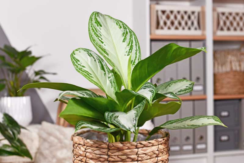 Aglaonema Silver Bay, Chinese Evergreen Silver Bay, Houseplant