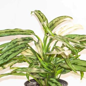 Aglaonema Cutlass, Chinese Evergreen Cutlass, Variegated Chinese Evergreen, Variegated Aglaonema, Houseplant, Tropical Plant