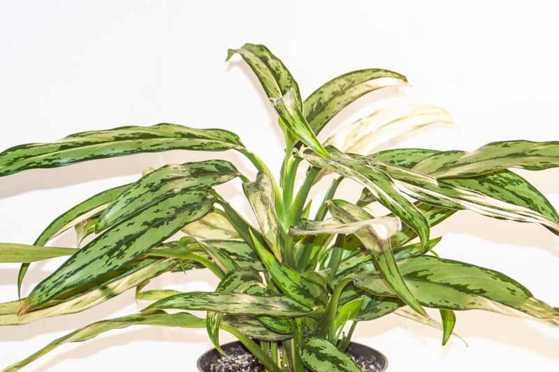 Aglaonema Cutlass, Chinese Evergreen Cutlass, Variegated Chinese Evergreen, Variegated Aglaonema, Houseplant, Tropical Plant