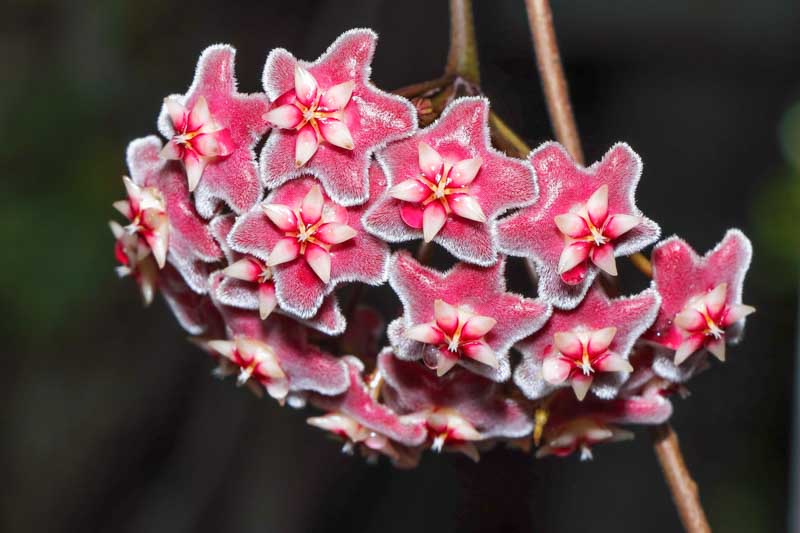 Hoya wayetii, Wax Plant, Porcelain Flower, houseplant