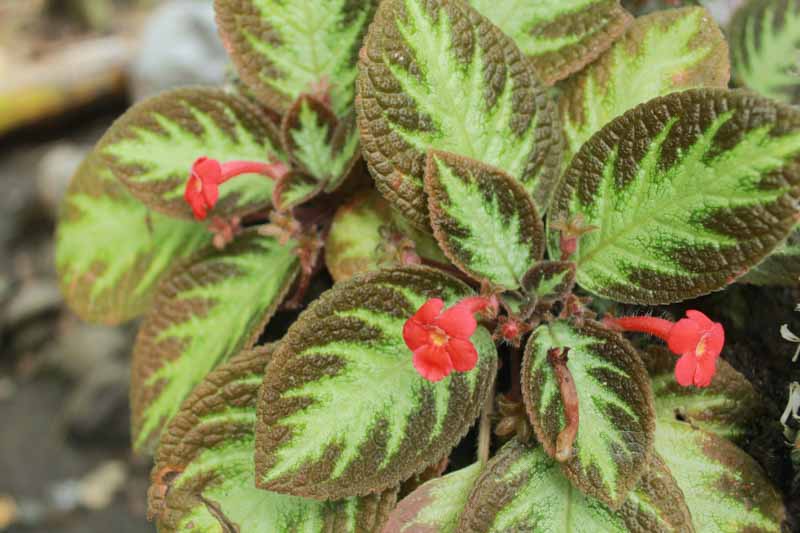 Flame Violet, Episcia cupreata, Tropical Plant, Houseplant, Terrarium
