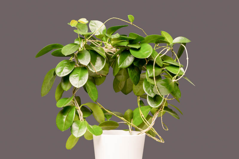 Hoya australis, Waxvine, Waxflower, Houseplant, Climbing Vine