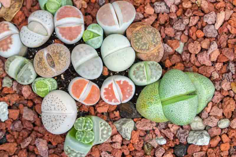 Living Stones, Lithops, Succulents, Terrarium