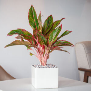 Aglaonema Siam Aurora, Chinese Evergreen Siam Aurora, Houseplant, Tropical Plant