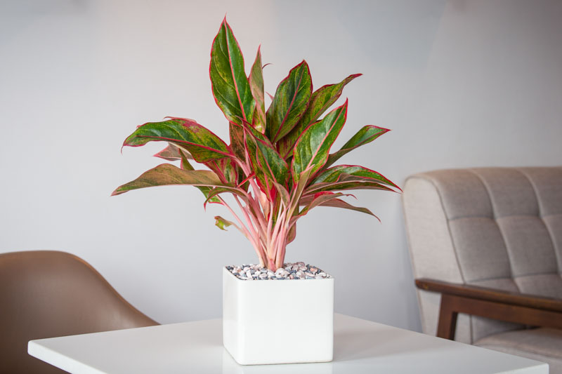 Aglaonema Siam Aurora, Chinese Evergreen Siam Aurora, Houseplant, Tropical Plant