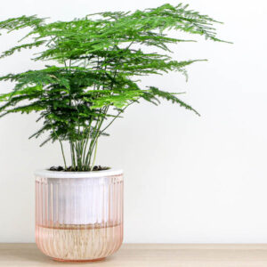 Asparagus Fern, Lace Fern, Plumosa Fern, Asparagus setaceus